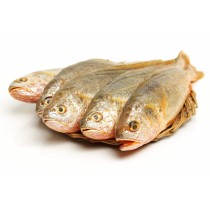 黃魚 (650公克/尾)
